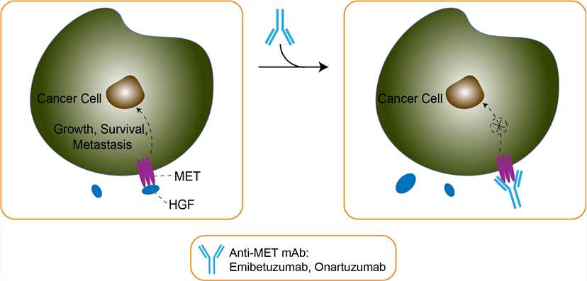 Mechanism of Action of Emibetuzumab